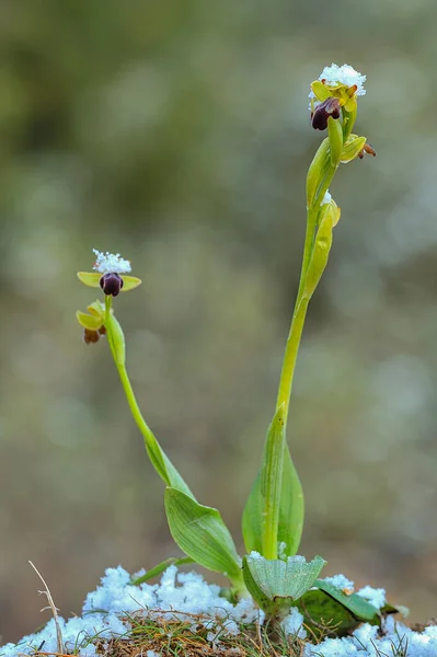 Ophrys fusca - It is a species of monopodial orchids. — Stock Photo, Image