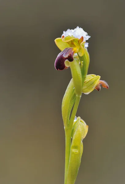 Ophrys fusca - It is a species of monopodial orchids. — Stock Photo, Image