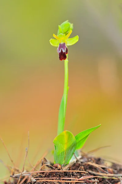 Ophrys fusca - Jest to gatunek storczyków monopolarnych. — Zdjęcie stockowe