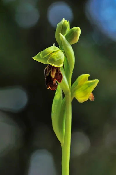 Ophrys fusca - C'est une espèce d'orchidées monopodiques. — Photo