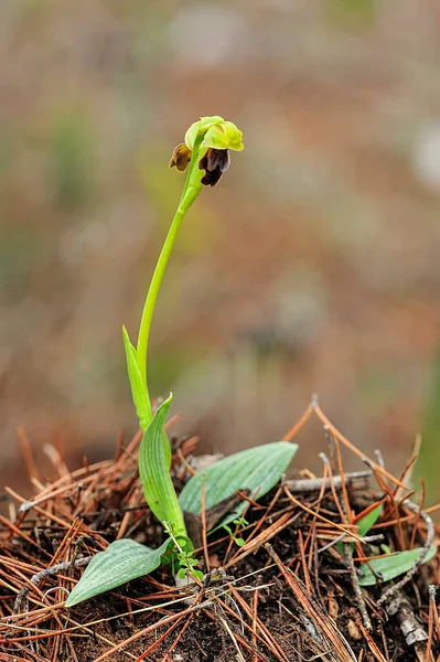 Ophrys fusca - Es ist eine Art von Monopodial-Orchideen. — Stockfoto