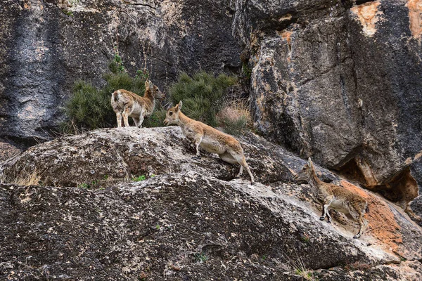 山地山羊（英语：mountain goat或Iberian ibex）是卡布拉属植物的一种。 — 图库照片