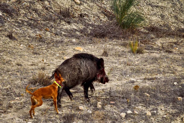 Sus scrofa. Det är ett artiodaktyldäggdjur av familjen Suidae.. — Stockfoto