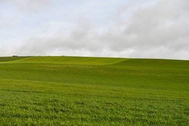 Mısır gevreği tarlasının panoramik görüntüsü - kırsal tahıl tarımı