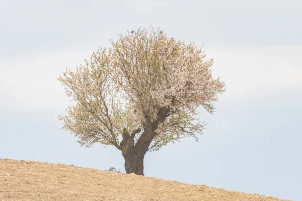 Prunus dulcis, мигдалеве дерево, є деревом родини Rosaceae.. — стокове фото
