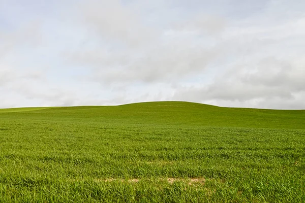 Panoramautsikt över ett spannmålsfält - lantligt spannmålsjordbruk — Stockfoto