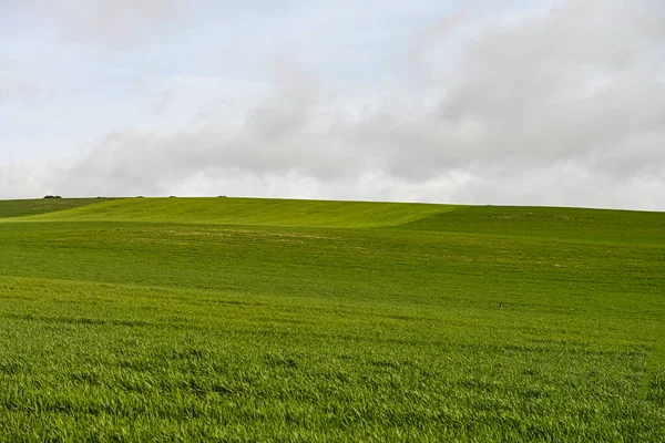 Mısır gevreği tarlasının panoramik görüntüsü - kırsal tahıl tarımı — Stok fotoğraf
