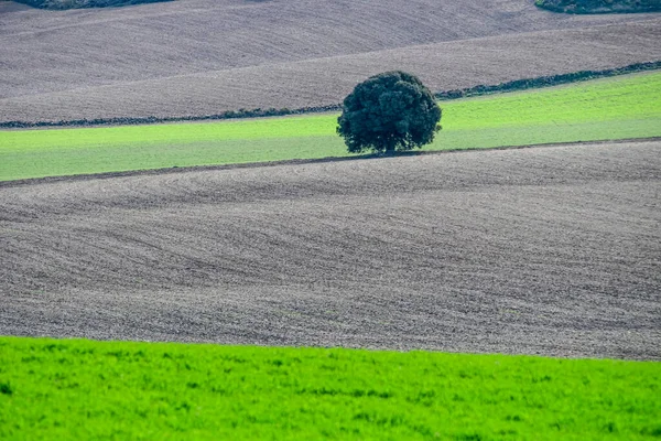 Geïsoleerde eik in een graanveld. — Stockfoto