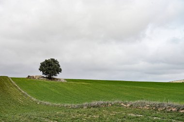 Doğu dağlarının tahıl manzaraları - Granada