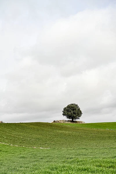 Paisagens de cereais das montanhas orientais - Granada — Fotografia de Stock