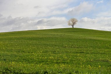 Badem ağacı çiçek açtı, yeşil tahıl tarlalarında, biraz dalgalı bir arazide.