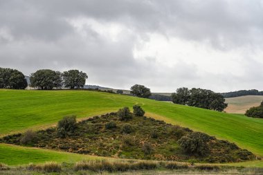 Yeşil tahıl tarlaları arasında Holm meşeleri, hafif dalgalı bir manzara
