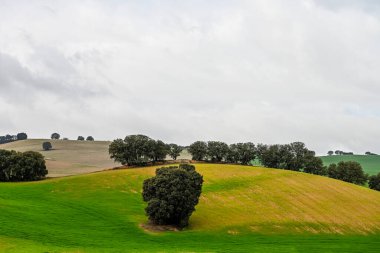 Yeşil tahıl tarlaları arasında Holm meşeleri, hafif dalgalı bir manzara