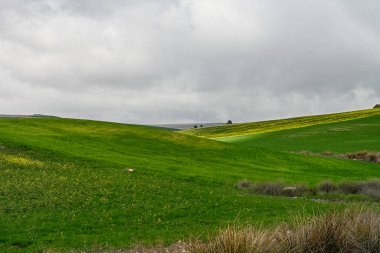 Yeşil tahıl tarlaları, biraz dalgalı bir arazide