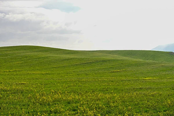 Campos de cereales verdes, en un paisaje ligeramente ondulado —  Fotos de Stock