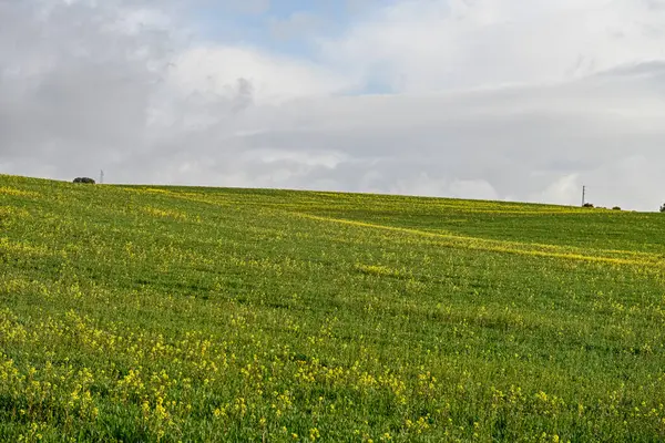 Gröna spannmålsfält i ett något böljande landskap — Stockfoto