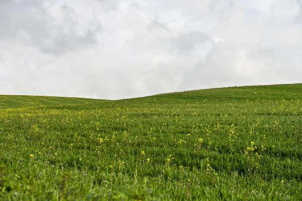 Πεδία πράσινων δημητριακών, σε ένα ελαφρώς κυματιστό τοπίο — Φωτογραφία Αρχείου