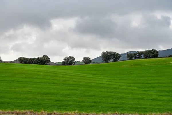 Holm dęby wśród pól zielonych zbóż, w lekko pofałdowanym krajobrazie — Zdjęcie stockowe