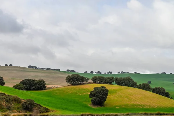 Holmekar bland fälten av gröna spannmål, i ett något böljande landskap — Stockfoto