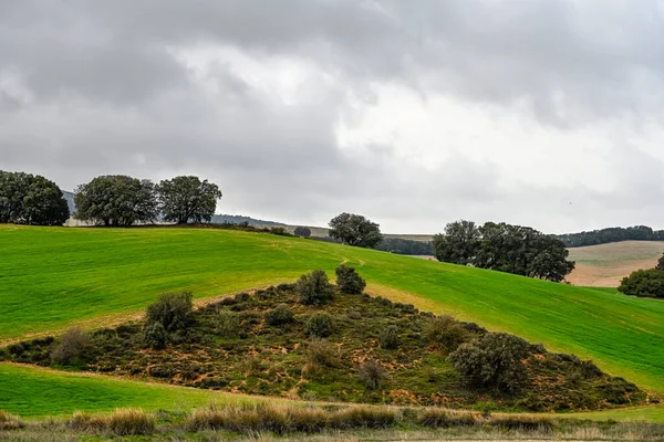 Holm βελανιδιές μεταξύ των αγρών των πράσινων δημητριακών, σε ένα ελαφρώς κυματιστό τοπίο — Φωτογραφία Αρχείου