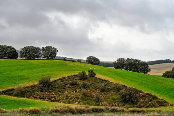 Carvalhos holm entre os campos de cereais verdes, em uma paisagem levemente ondulante — Fotografia de Stock