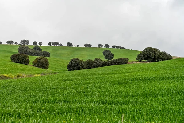 Carvalhos holm entre os campos de cereais verdes, em uma paisagem levemente ondulante — Fotografia de Stock