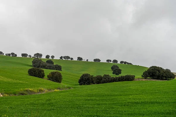 Carvalhos holm entre os campos de cereais verdes, em uma paisagem levemente ondulante — Fotografia de Stock