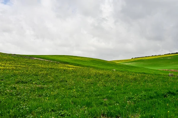 Campos de cereais verdes, numa paisagem ligeiramente ondulada — Fotografia de Stock