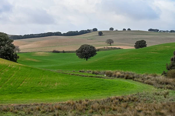 Carvalhos holm entre os campos de cereais verdes, em uma paisagem levemente ondulante — Fotografia de Stock