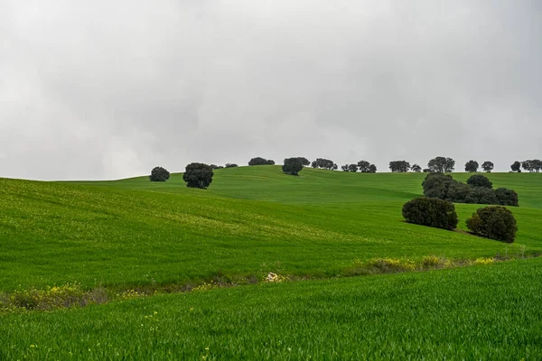Holmekar bland fälten av gröna spannmål, i ett något böljande landskap — Stockfoto
