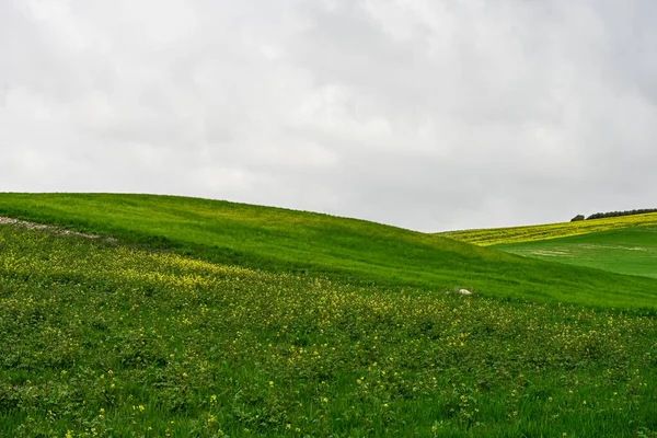 Campos de cereais verdes, numa paisagem ligeiramente ondulada — Fotografia de Stock