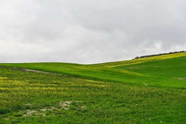 Pole zelených obilovin, v mírně zvlněné krajině — Stock fotografie