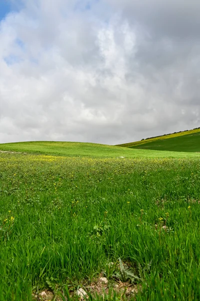 Gröna spannmålsfält i ett något böljande landskap — Stockfoto