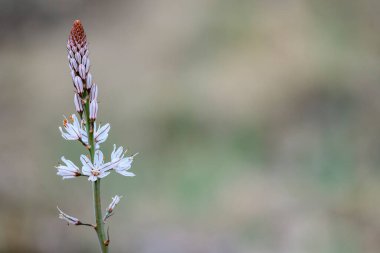 Uluslararası Çevre Günü - Asphodelus albus
