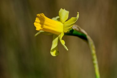Narcissus nevadensis - Uluslararası Çevre Günü.