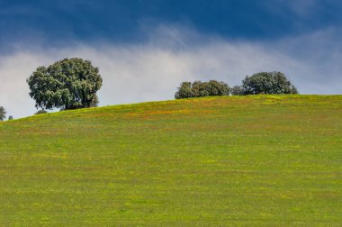 Yeşil tahıl tarlaları, biraz dalgalı bir arazide.