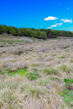 Uluslararası Çevre Günü - Yüksek dağ ormanı manzarası