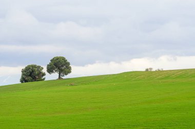 Yeşil tahıl tarlaları, biraz dalgalı bir arazide.