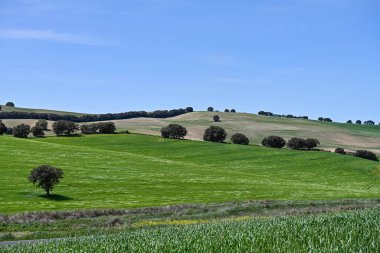 Yeşil tahıl tarlaları, biraz dalgalı bir arazide.