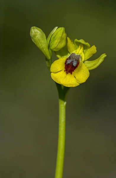 Ophry lutea - orquidea monopodial y terrestre de la subtribu Orchidinae, familia Orchidaceae. — Zdjęcie stockowe