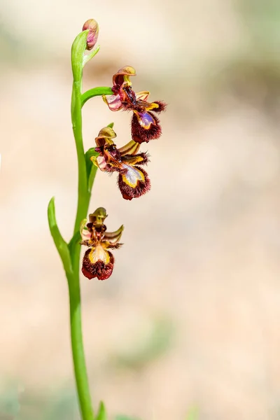 Wild orchid called Ophrys speculum — Zdjęcie stockowe