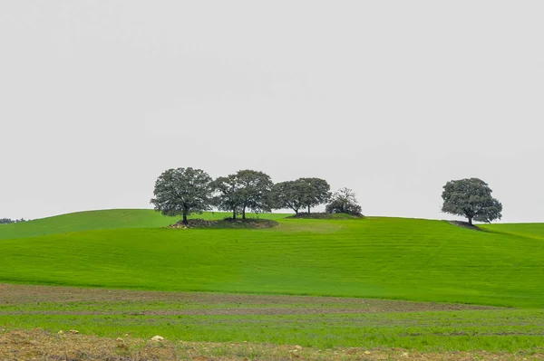 Groene graanvelden, in een licht golvend landschap. — Stockfoto