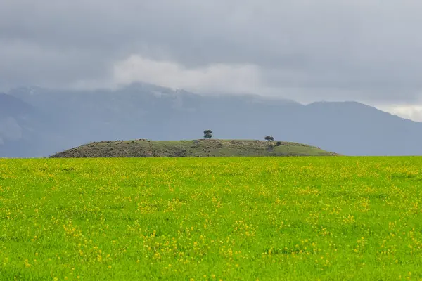 Campos de cereales verdes, en un paisaje ligeramente ondulado —  Fotos de Stock