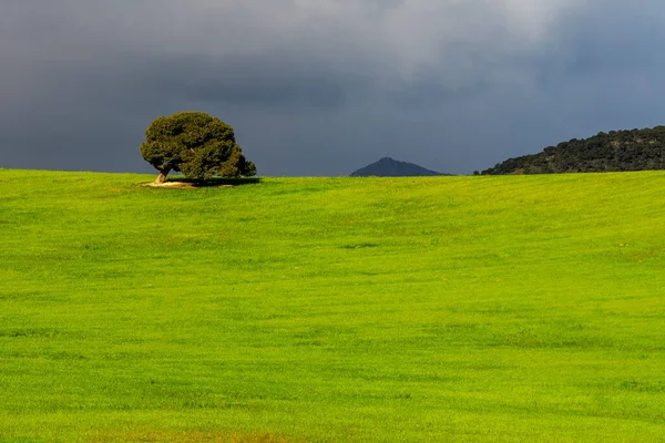Zielone pola zbóż, w lekko pofałdowanym krajobrazie. — Zdjęcie stockowe