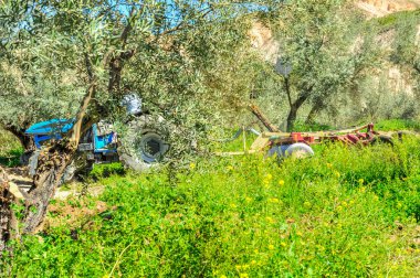 Zeytin korusunda tarla sürme görevleri yapan traktör - disk harrows