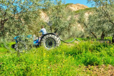 Zeytin korusunda tarla sürme görevleri yapan traktör - disk harrows
