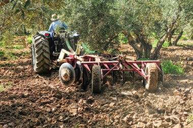 Zeytin korusunda tarla sürme görevleri yapan traktör - disk harrows