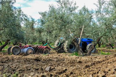 Zeytin korusunda tarla sürme görevleri yapan traktör - disk harrows