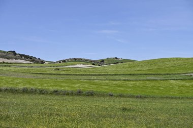 Mısır gevreği tarlasının panoramik görüntüsü, kırsal tahıl tarımı