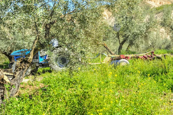 Zeytin korusunda tarla sürme görevleri yapan traktör - disk harrows